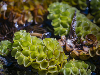 Close-up of insect on leaf
