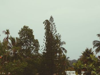 Low angle view of trees against sky