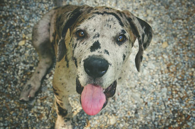 Close-up portrait of dog