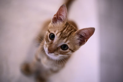 Close-up of kitten