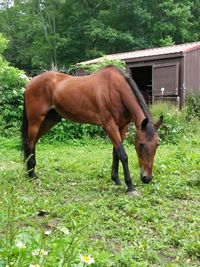 Horse on grassy field