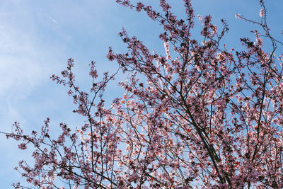 Low angle view of cherry blossoms against sky