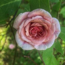 Close-up of pink rose