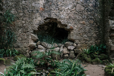 Plants growing on rock against wall