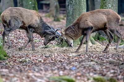 Deer on field