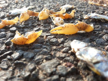 Close-up of fallen autumn leaf