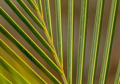 Full frame shot of palm leaf