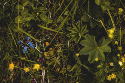 Close-up of bird on plant