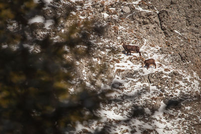 Chamois Pictures - AZ Animals