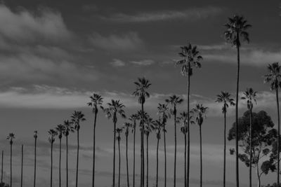 Palm trees against sky during sunset