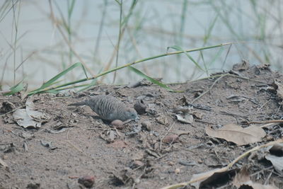 View of a bird on field