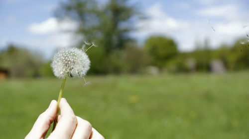 Close-up of hand holding dandelion against blurred background