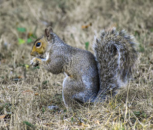 Side view of squirrel on field