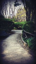 View of bare trees in forest