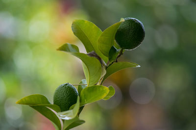 Close-up of plant