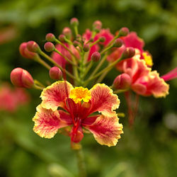 Close-up of pink flower