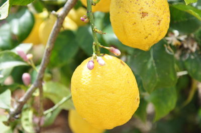 Close-up of fruits on tree