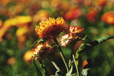 Close-up of flowering plant