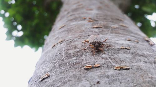 Close-up of insect on tree trunk