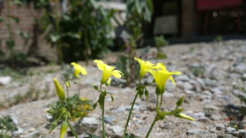 Close-up of yellow flowers blooming outdoors