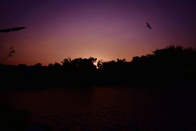 Silhouette birds flying over trees against sky during sunset