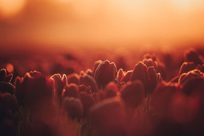Field of tulips in soft sunlight