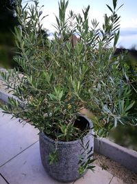 Potted plants in greenhouse