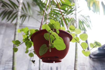 Close-up of potted plant