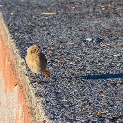 Close-up of bird perching on ground