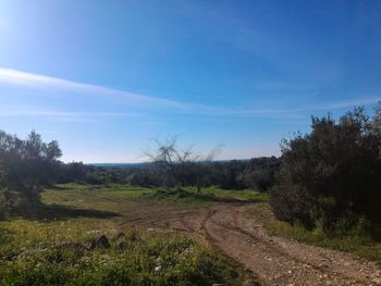 Scenic view of field against blue sky