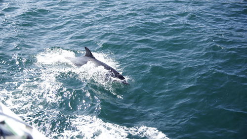 High angle view of horse in sea