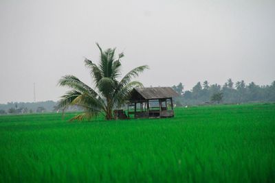 Palm trees on field against clear sky