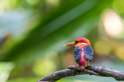 Close-up of bird perching on branch