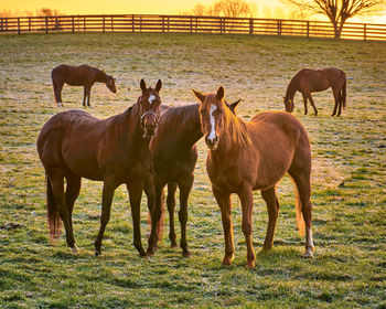 Horses standing in a field