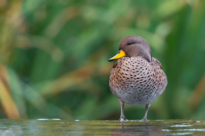 Close-up of bird perching on a lake