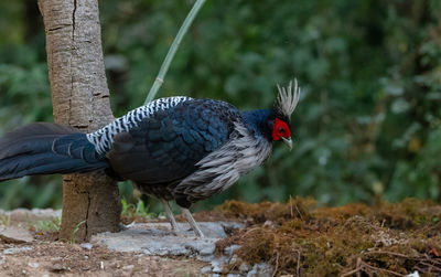 Close-up of a bird perching on a field