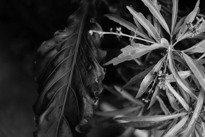 Close-up of wilted flower plant