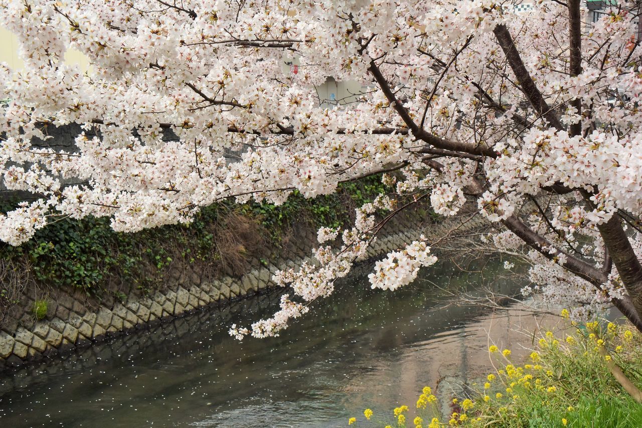 water, flower, nature, growth, plant, high angle view, day, tranquility, outdoors, beauty in nature, tree, no people, branch, leaf, reflection, pond, lake, waterfront, river, park - man made space