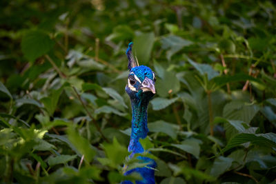 Close-up of a peacock