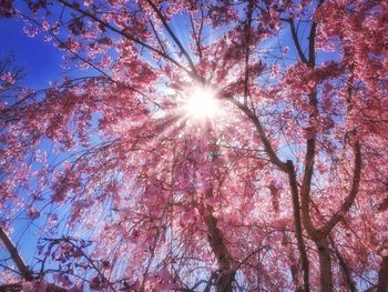 Low angle view of trees against bright sun