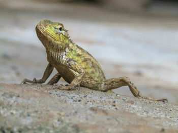 Close-up of lizard