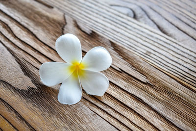 High angle view of white flower on wood