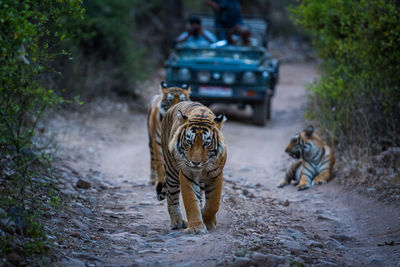 View of cat walking on dirt road