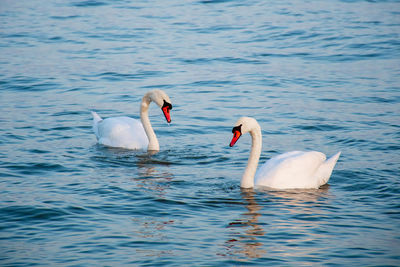 Beautiful couple of white swans in love