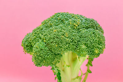 Close-up of green leaf against red background
