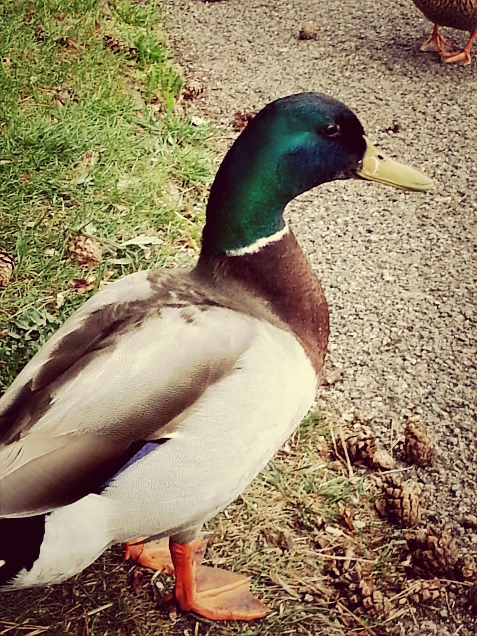 bird, animal themes, animals in the wild, wildlife, one animal, beak, high angle view, duck, grass, nature, pigeon, field, outdoors, day, close-up, full length, sunlight, feather, peacock, side view