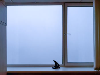 Cat on window sill