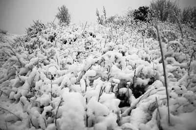 Panoramic view of trees against sky