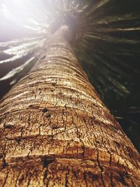 Low angle view of tree trunk