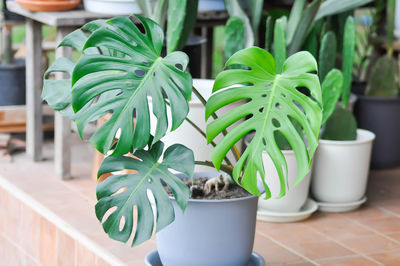 Close-up of potted plant